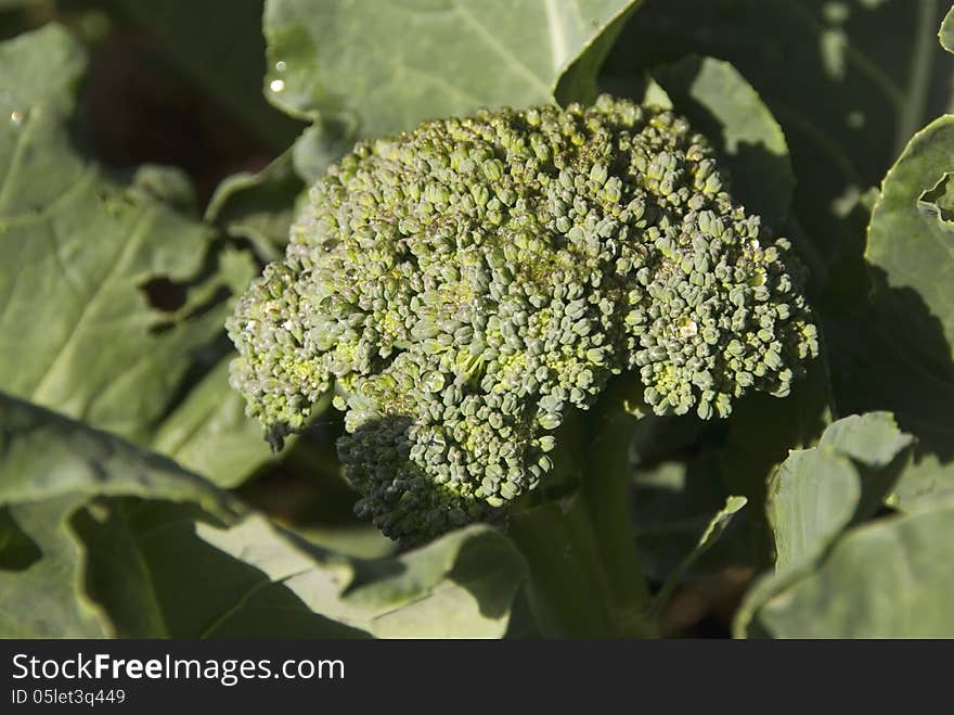 A head of Pac-Man Broccoli sparkles after an early morning shower. A head of Pac-Man Broccoli sparkles after an early morning shower