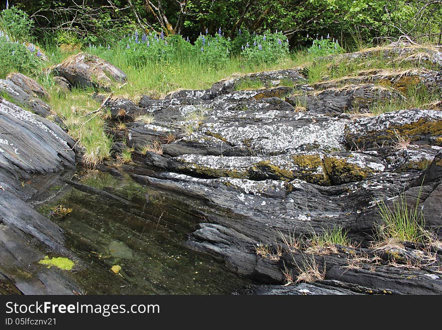 Tide Pool in Alaska Rock