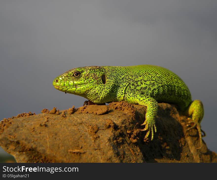 Green Reptile