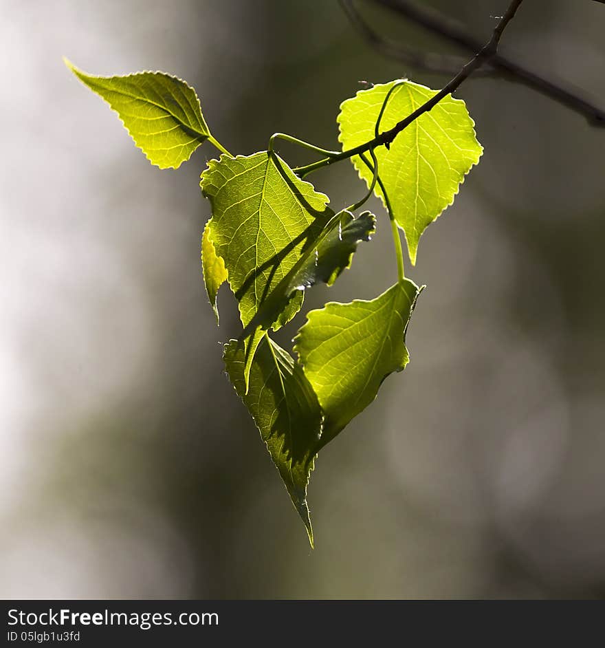 Beautiful fresh green leaves in Summer's light. Beautiful fresh green leaves in Summer's light