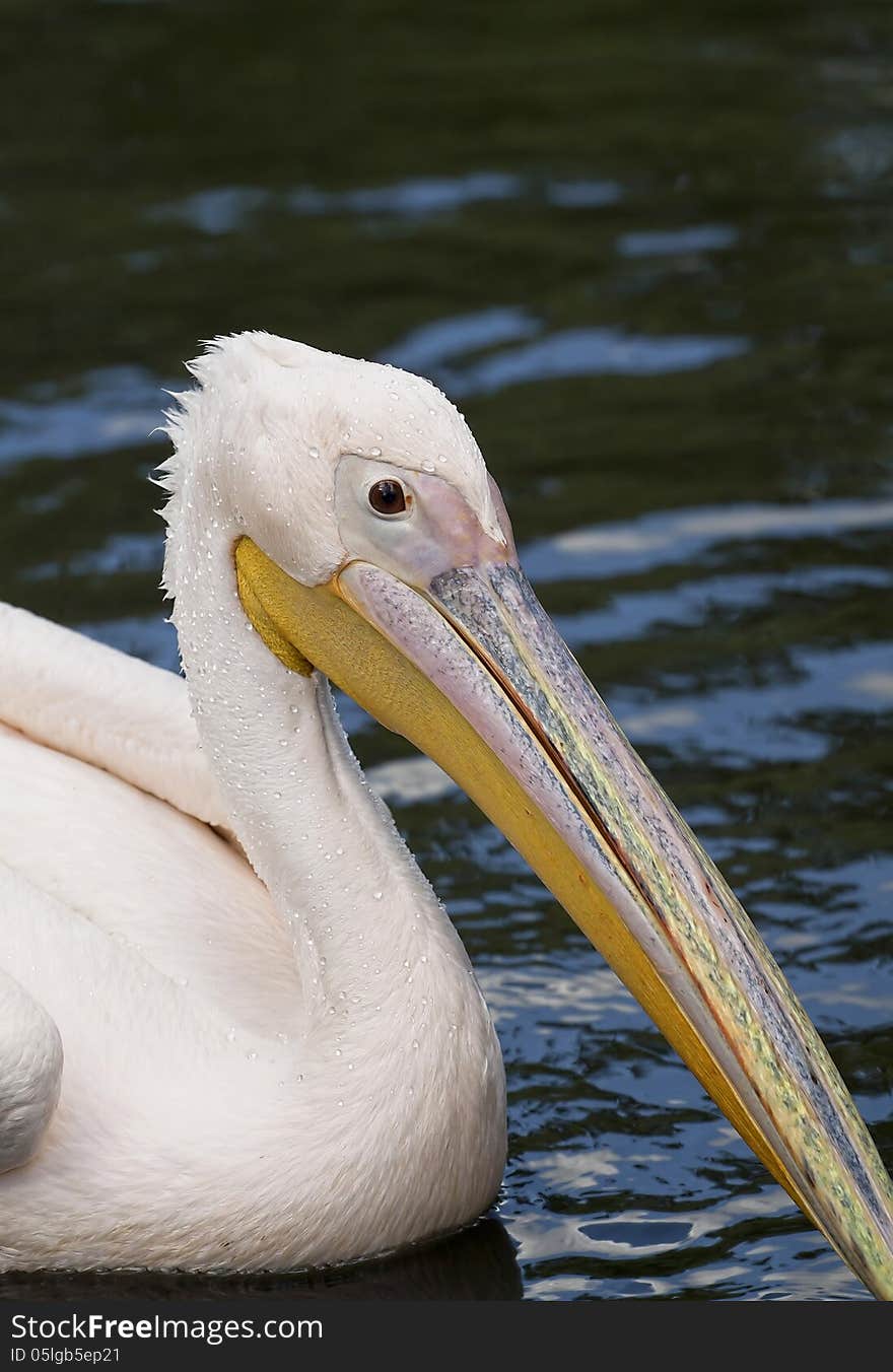 Beautiful curious Pelican swimming in the water. Beautiful curious Pelican swimming in the water