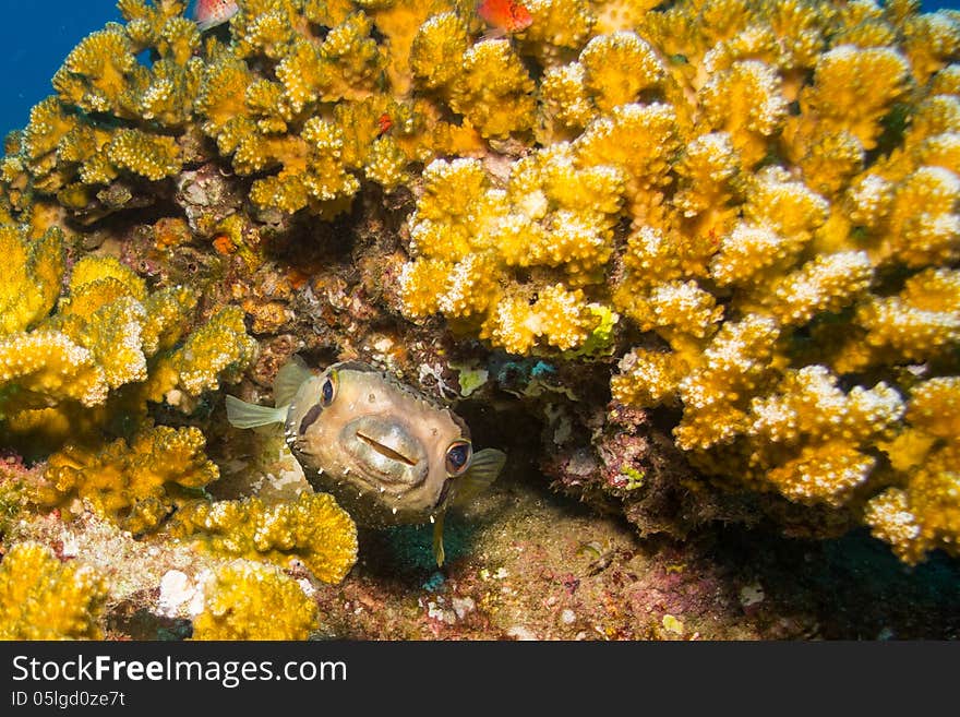 Porcupinefish in the reefs of the sea of cortez