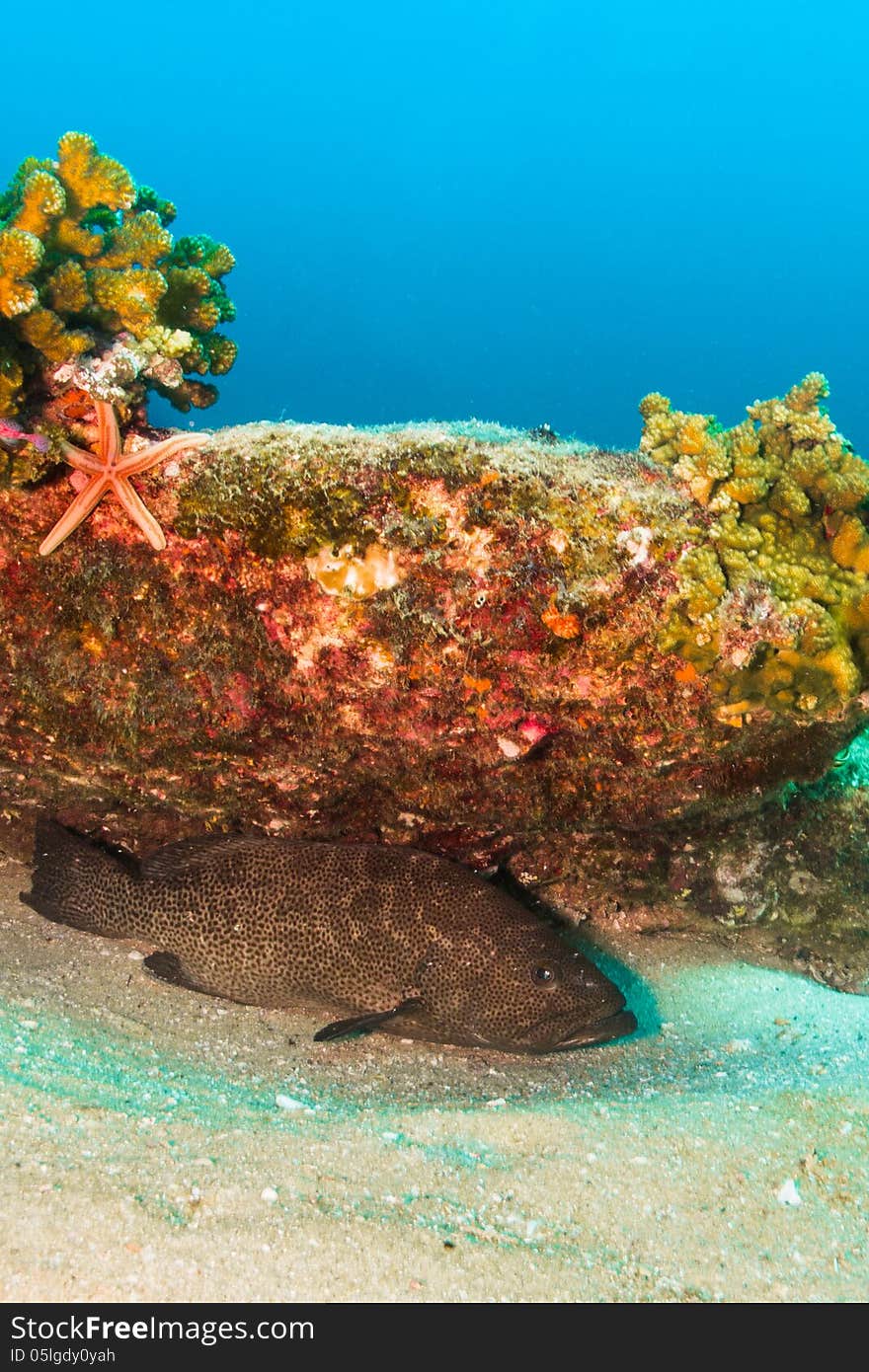 Leopard grouper (Mycteroperca rosacea) in the reefs of Cabo Pulmo national park, world heritage site. Baja California Sur, Mexico. Leopard grouper (Mycteroperca rosacea) in the reefs of Cabo Pulmo national park, world heritage site. Baja California Sur, Mexico.