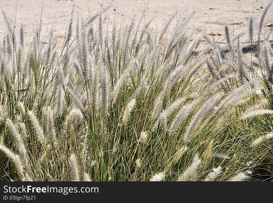 Spikes of of grass