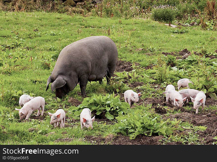 The Piglets