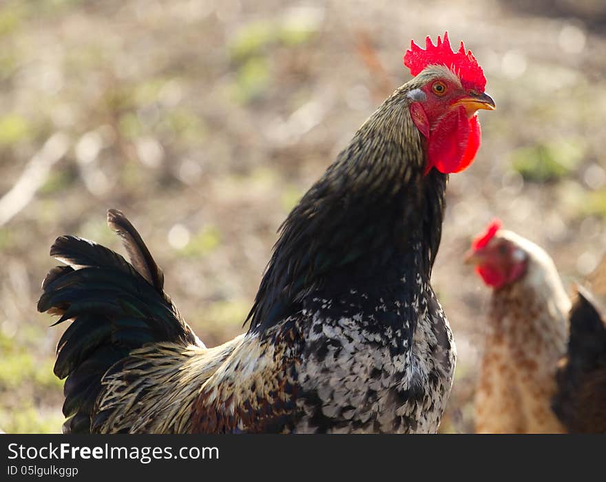 Portrait of a rooster . Portrait of a rooster .