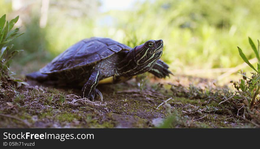 Turtle in the Grass