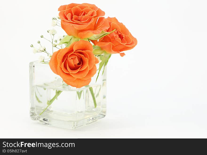 Photographed roses and babys breath in glass vase on a white background