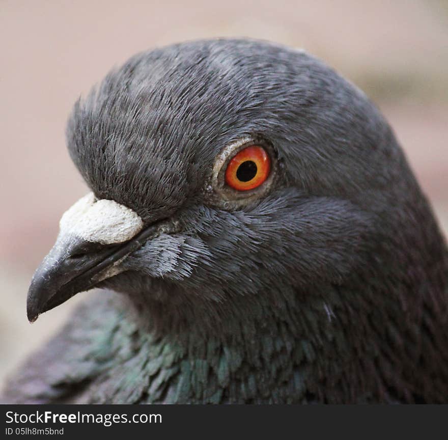 Pigeon (Columba livia) also known by the names of feral pigeon or domestic pigeon. Pigeon (Columba livia) also known by the names of feral pigeon or domestic pigeon