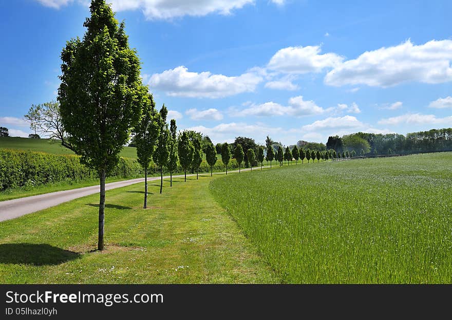 A row of young Poplar trees between a field and lane