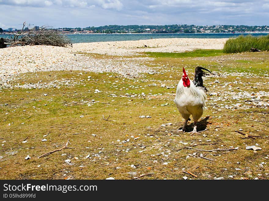 Free range chicken on the beach.