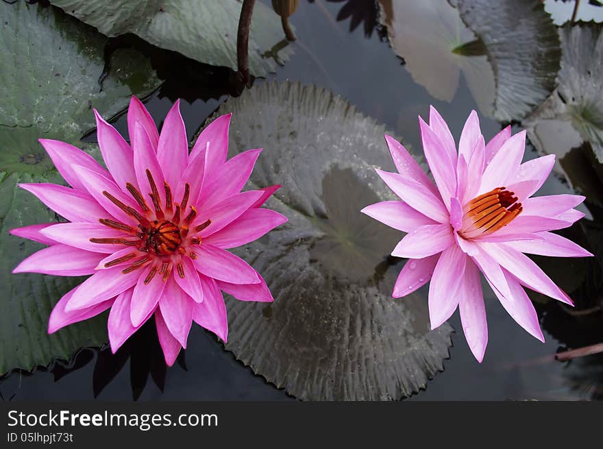 Couple of Lotuses in Lake Toba.