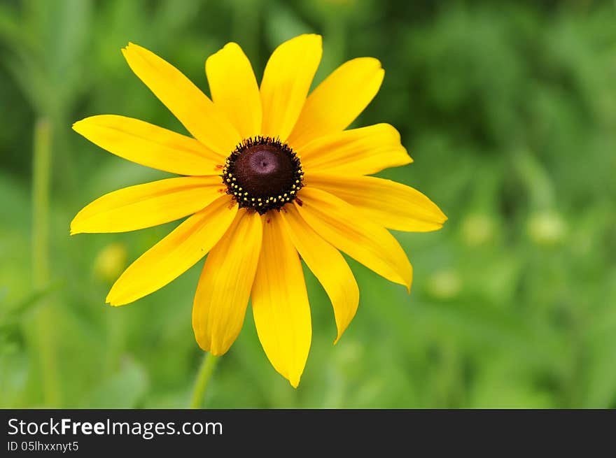 A yellow flower in the sun.