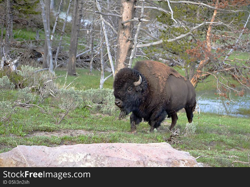 Buffalo walking