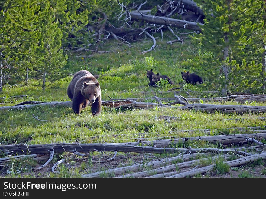 3 cubs run after their mother as they exit the woods. 3 cubs run after their mother as they exit the woods