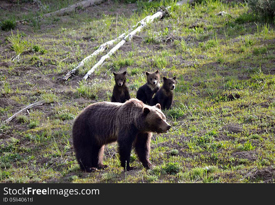 A mother grizzly and her 3 cubs on a hill. A mother grizzly and her 3 cubs on a hill