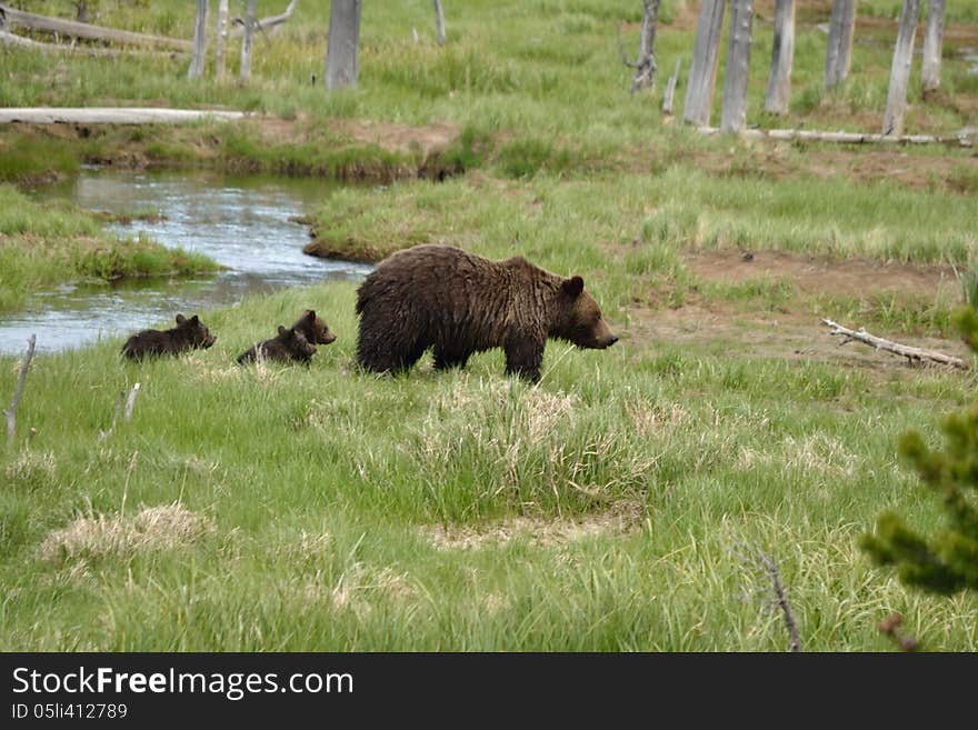 A grizzly sow and her cubs cross a stream. A grizzly sow and her cubs cross a stream