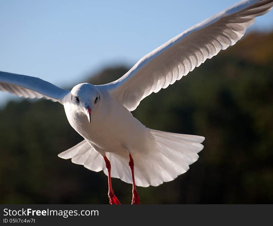 Seagull on approach in front of the sea