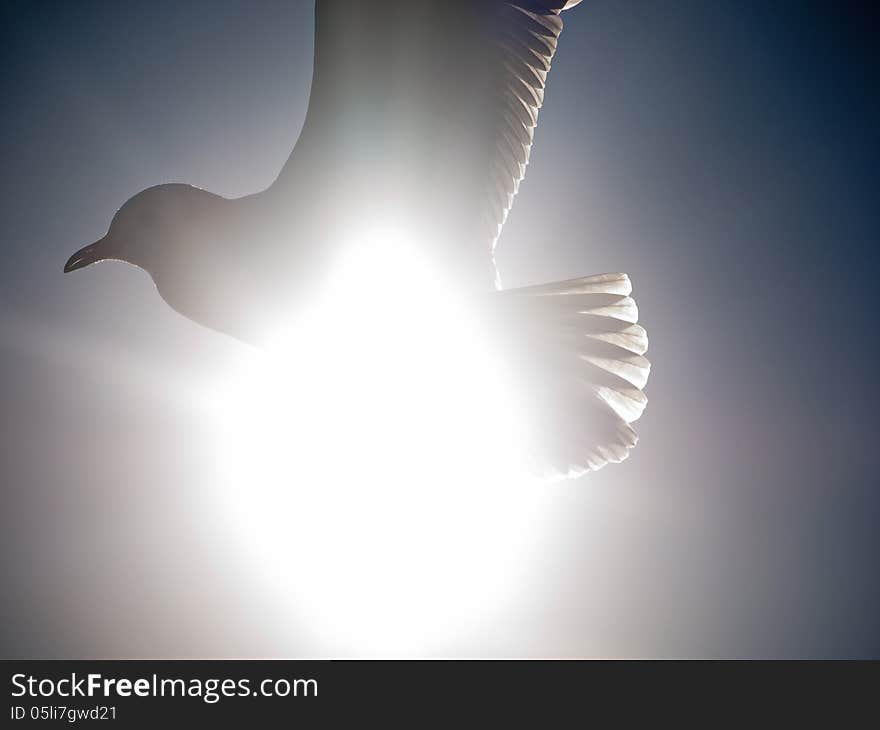 Seagull backlit by the sun