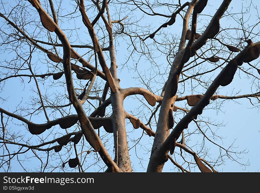 Honeycomb on a tree,Thailand