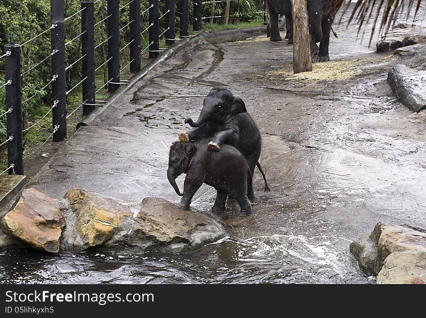 Baby Elephants