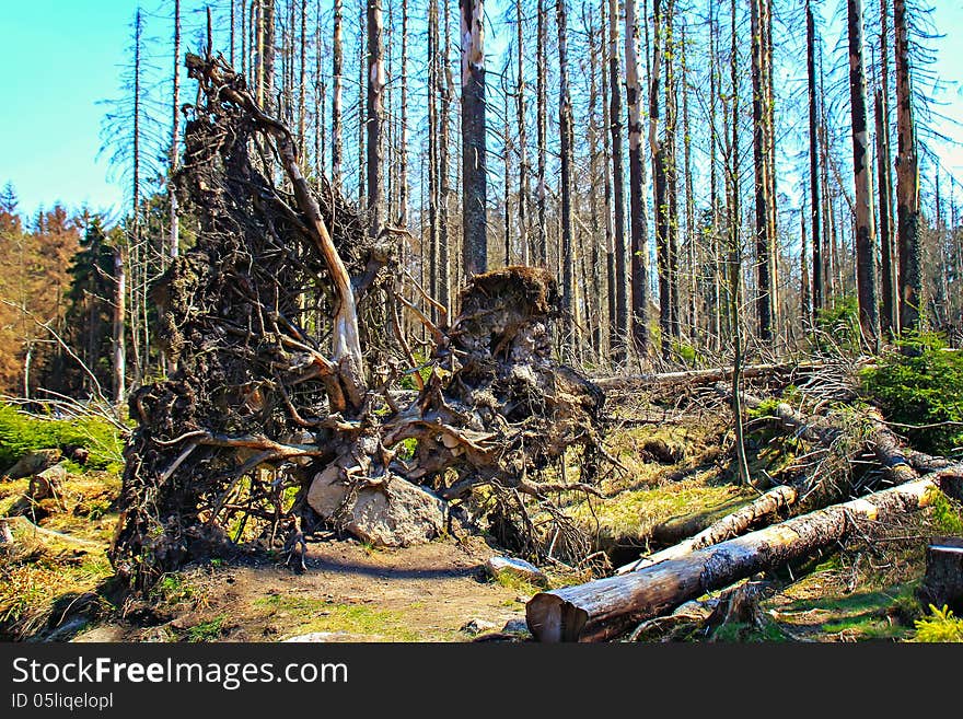 Roots and trees in the dried coniferous forest in national park Harz