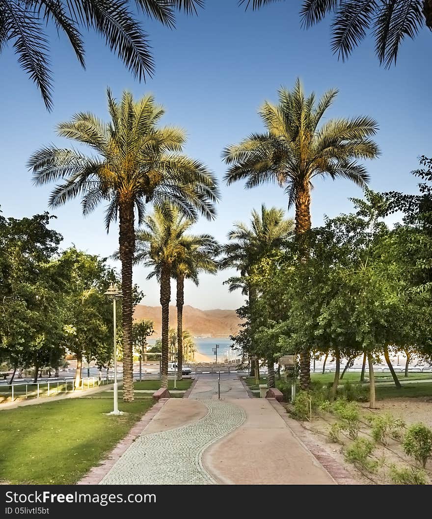 Alley of palms in Eilat, Israel