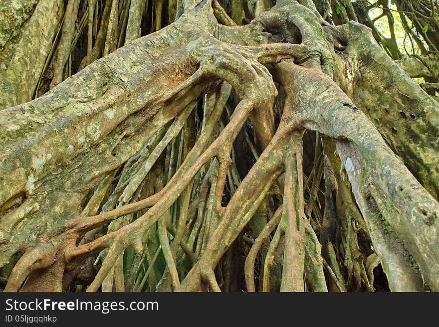 Large Roots.