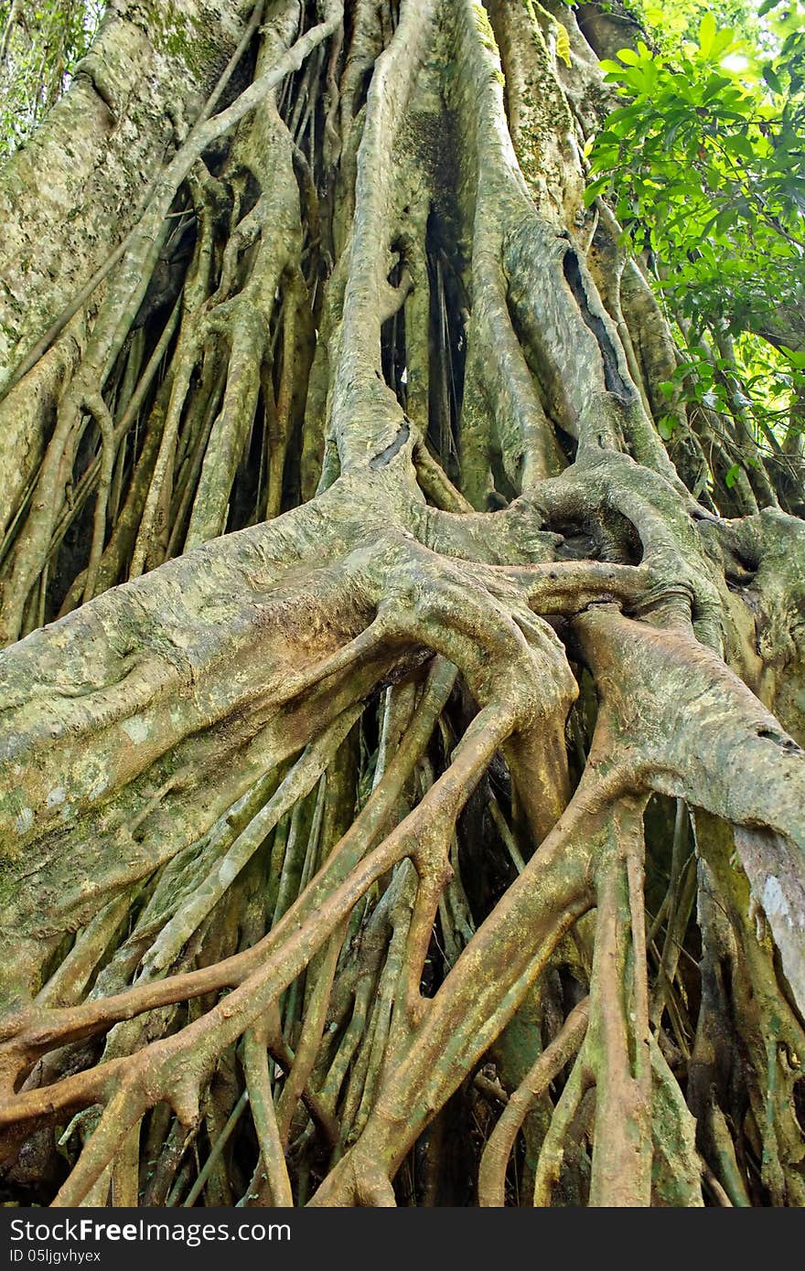 Large roots can be seen in the rainforests of Asia, particularly Thailand, Khao Yai National Park Land. Large roots can be seen in the rainforests of Asia, particularly Thailand, Khao Yai National Park Land.