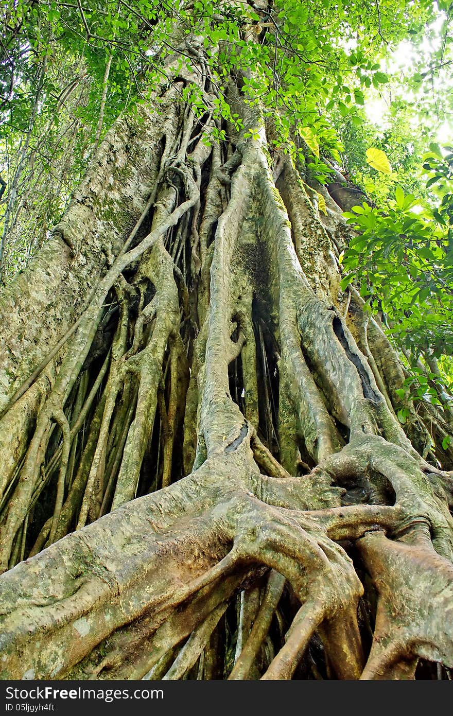 Large roots can be seen in the rainforests of Asia, particularly Thailand, Khao Yai National Park Land. Large roots can be seen in the rainforests of Asia, particularly Thailand, Khao Yai National Park Land.