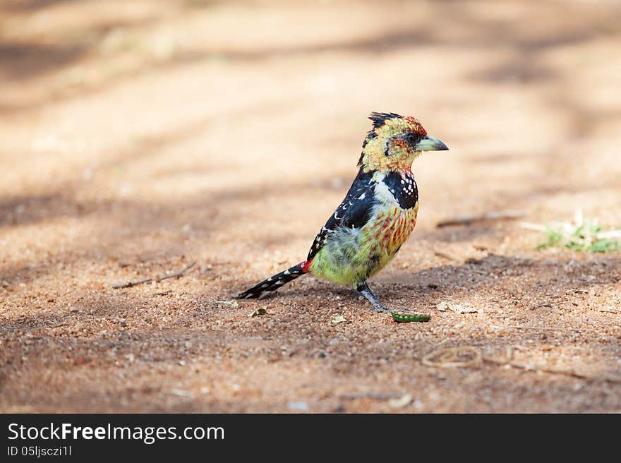 Beautiful crested barbet scavenging for food on the ground