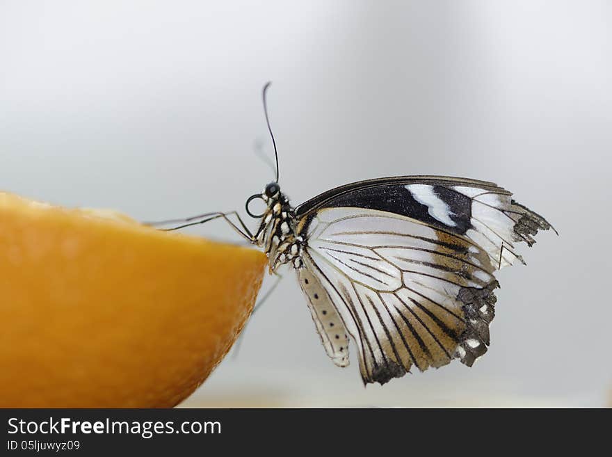 Image taken in the Sensational Butterflies exhibition, natural history museum london. Image taken in the Sensational Butterflies exhibition, natural history museum london