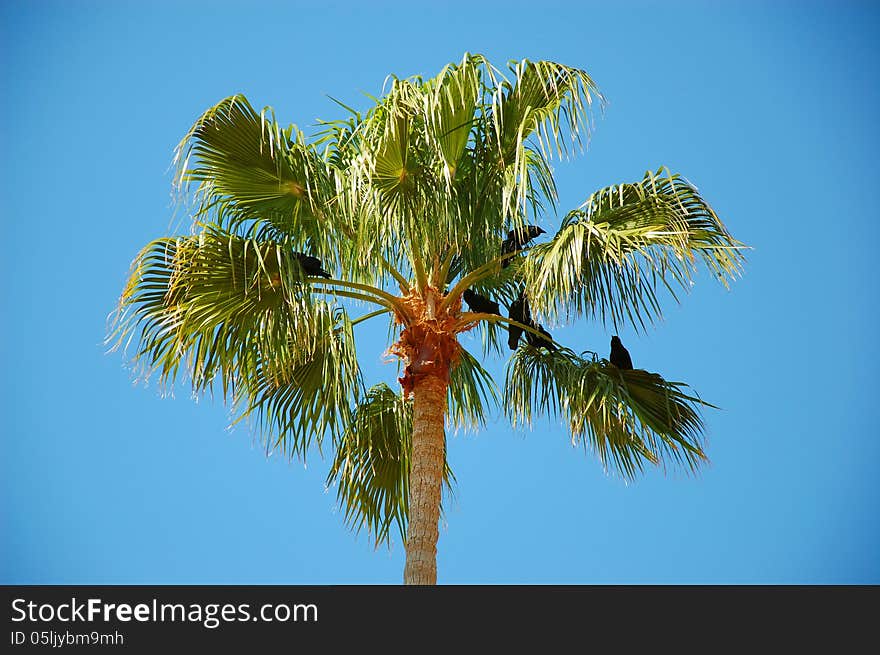 View of palm trees from the walkway under the plants