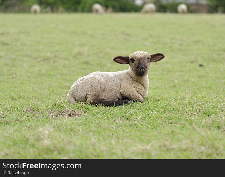 Image taken in Tewin Hertfrodshire, england of a spring lamb. Image taken in Tewin Hertfrodshire, england of a spring lamb