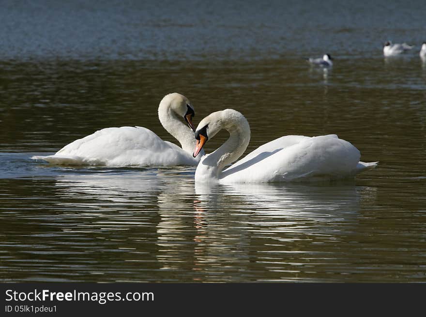 Swans in love