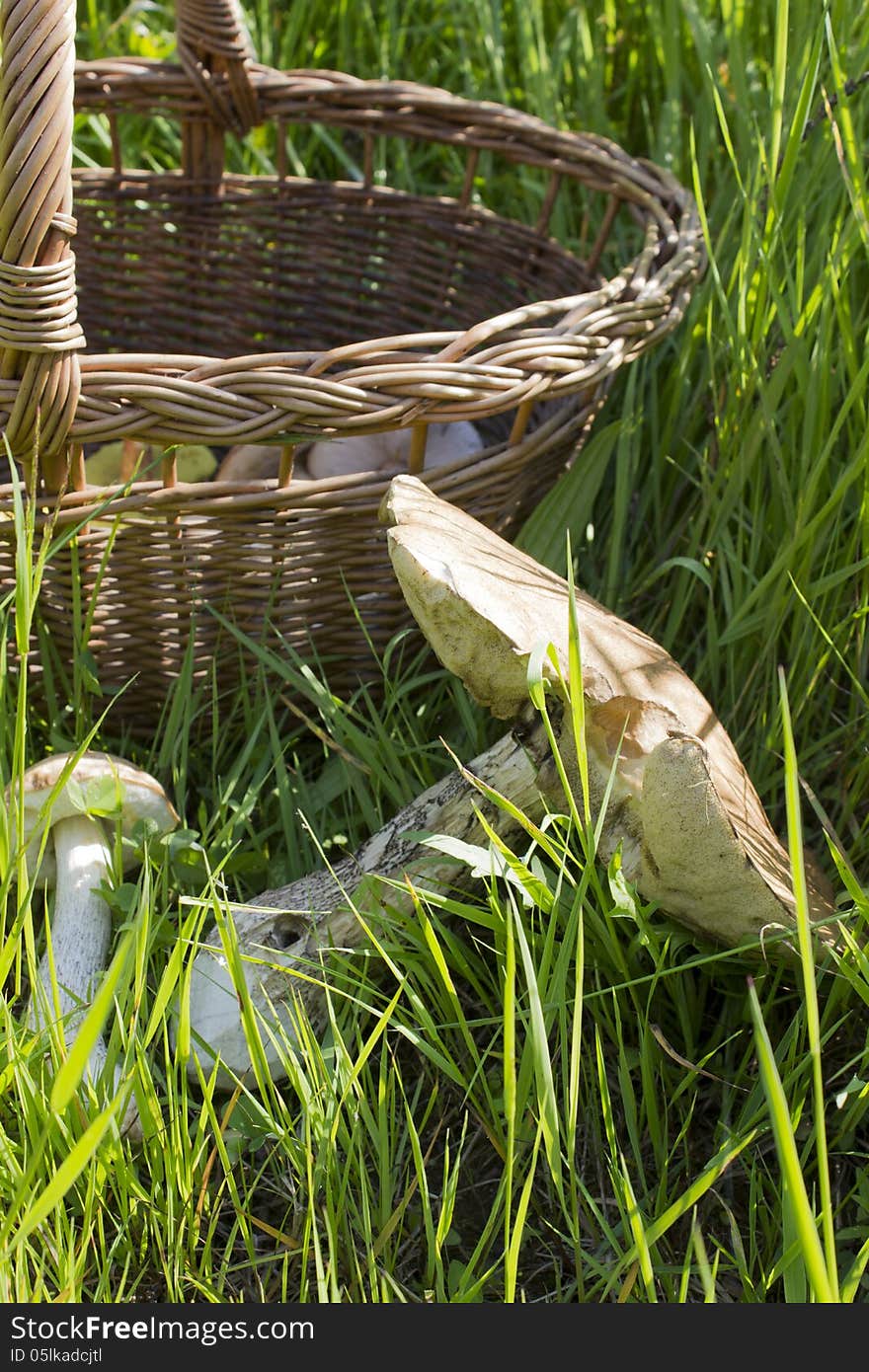 Basket with mushrooms. Mushrooms outside the basket in grass. Photo in nature. Basket with mushrooms. Mushrooms outside the basket in grass. Photo in nature.