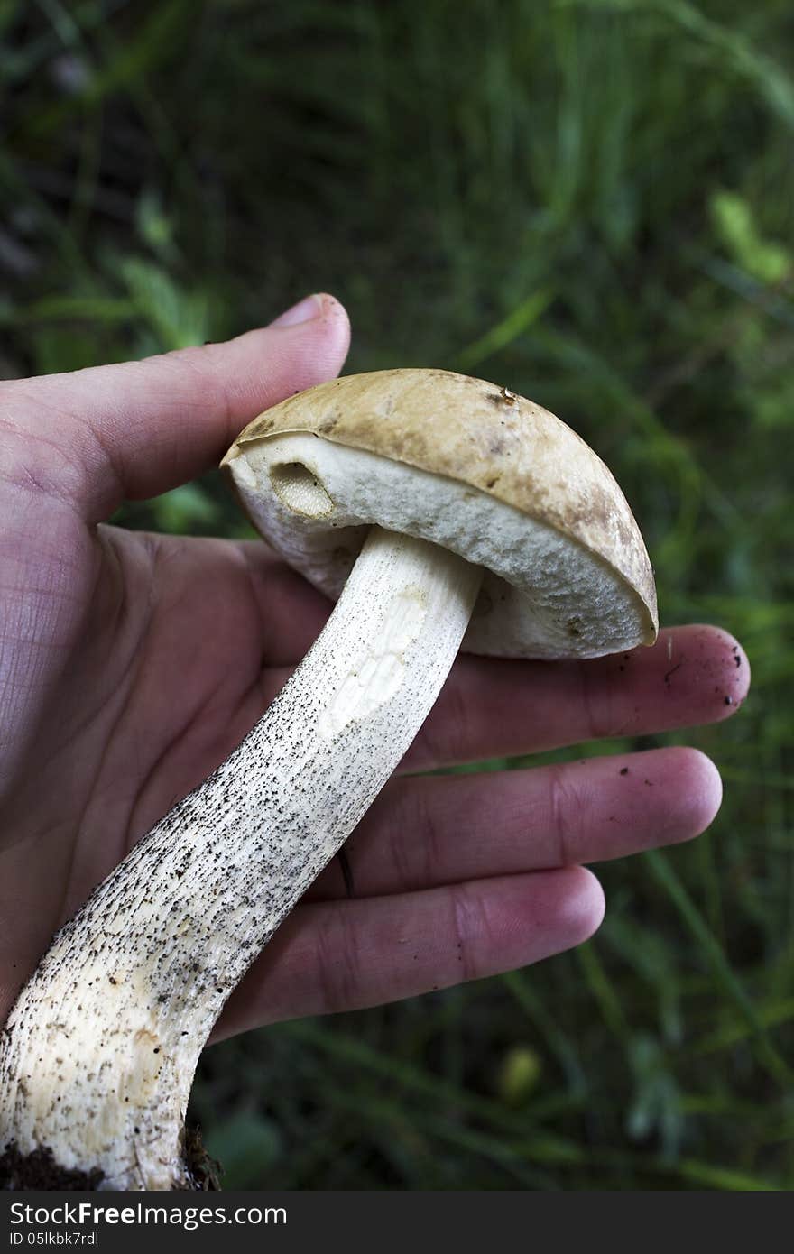 Mushroom in hand