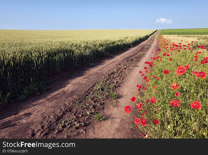 Dirt road through cultivated fields