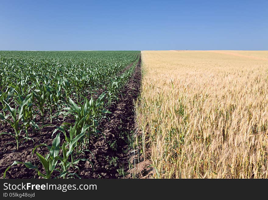 Divided fields of wheat and corn