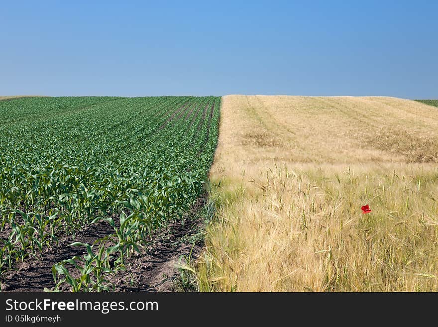 Divided fields of rye and corn