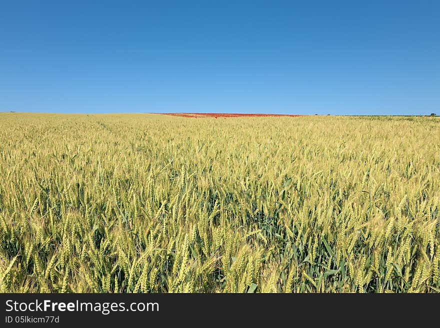 Field of wheat and poppy field at top of the hill