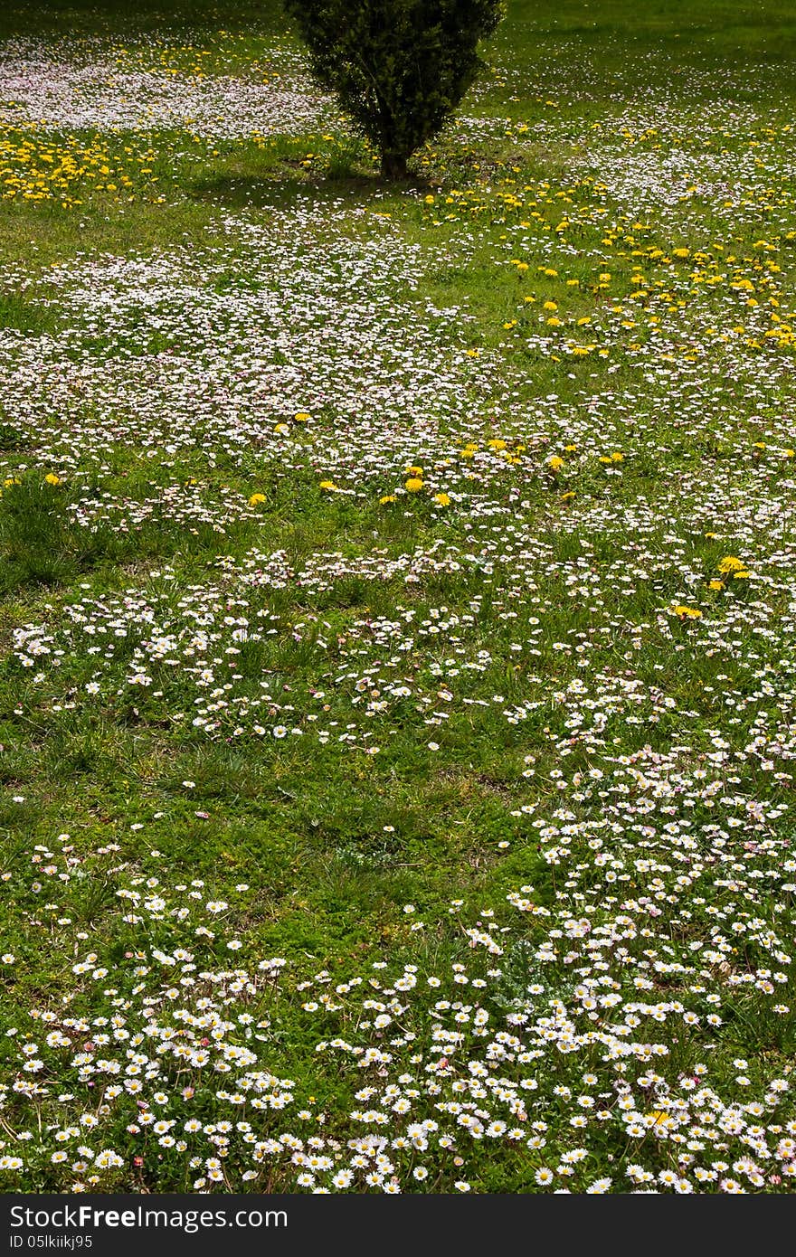 White daisies and other yellow flowers in green grass. Green Floor park or garden hedge in spring. White daisies and other yellow flowers in green grass. Green Floor park or garden hedge in spring