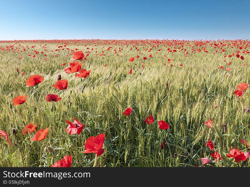 Field Of Poppies On Sunny Day