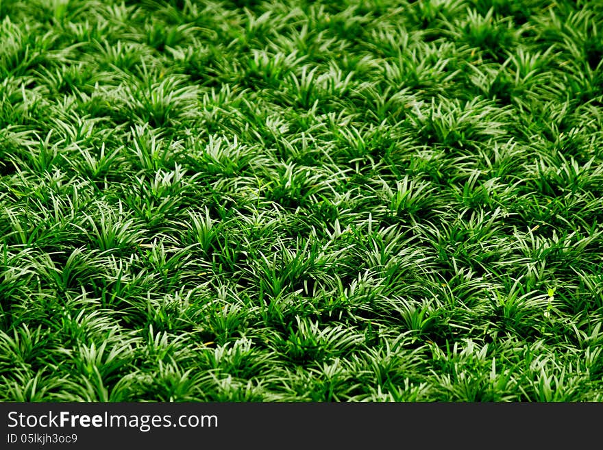 A patch of green grass. Can be use as a background or in composition with objects. A patch of green grass. Can be use as a background or in composition with objects.