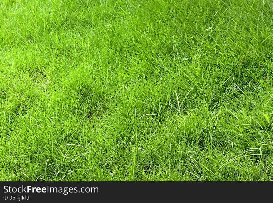 A patch of green grass. Can be use as a background or in composition with objects. A patch of green grass. Can be use as a background or in composition with objects.