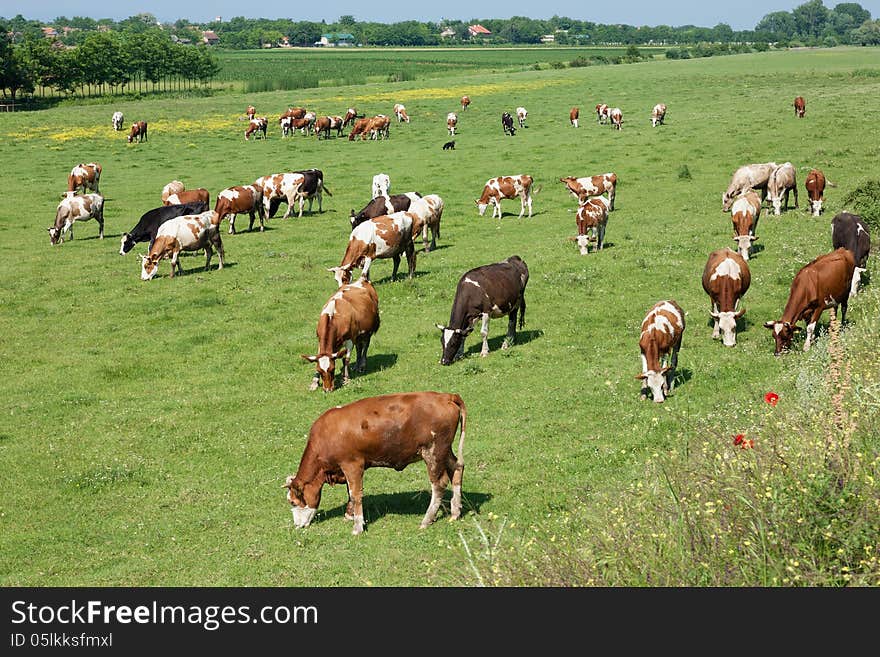 Herd of cows grazing in a carefree morning