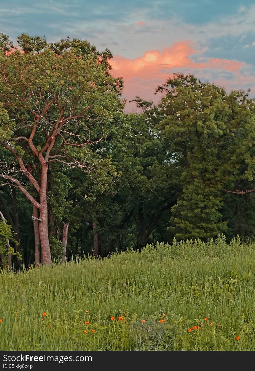 Beautiful, colorful clouds over the forest. Beautiful, colorful clouds over the forest