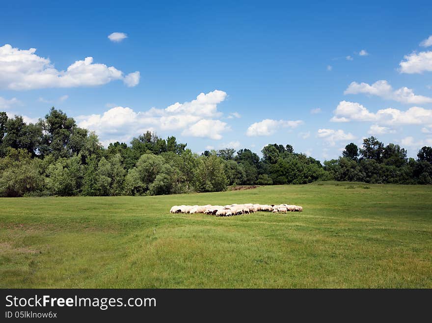 Herd Of Sheep On Beautiful Meadow