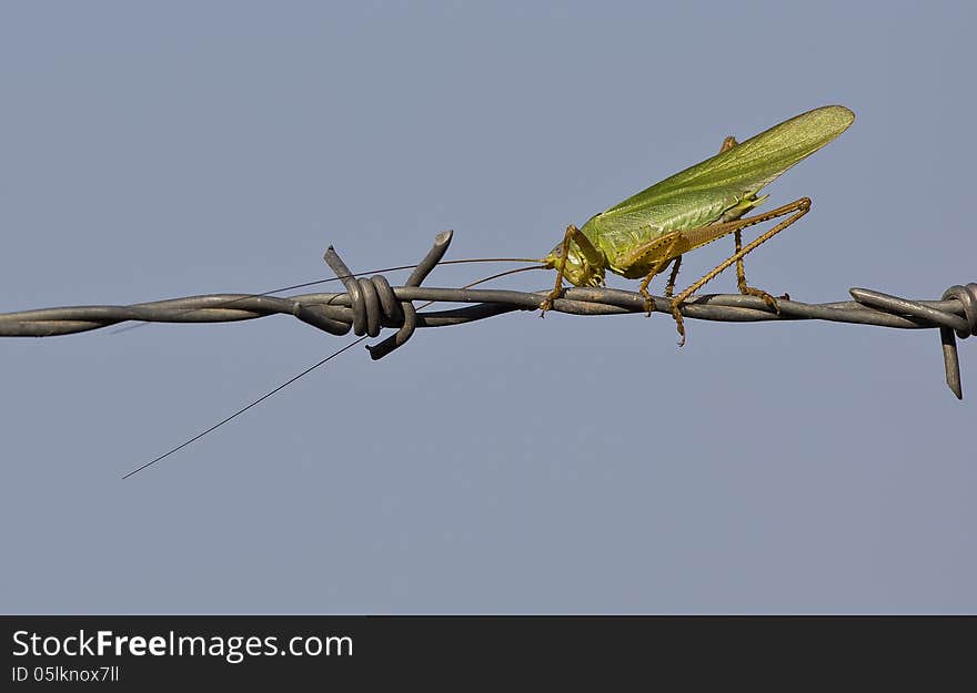 Grasshopper on Barbed Wire