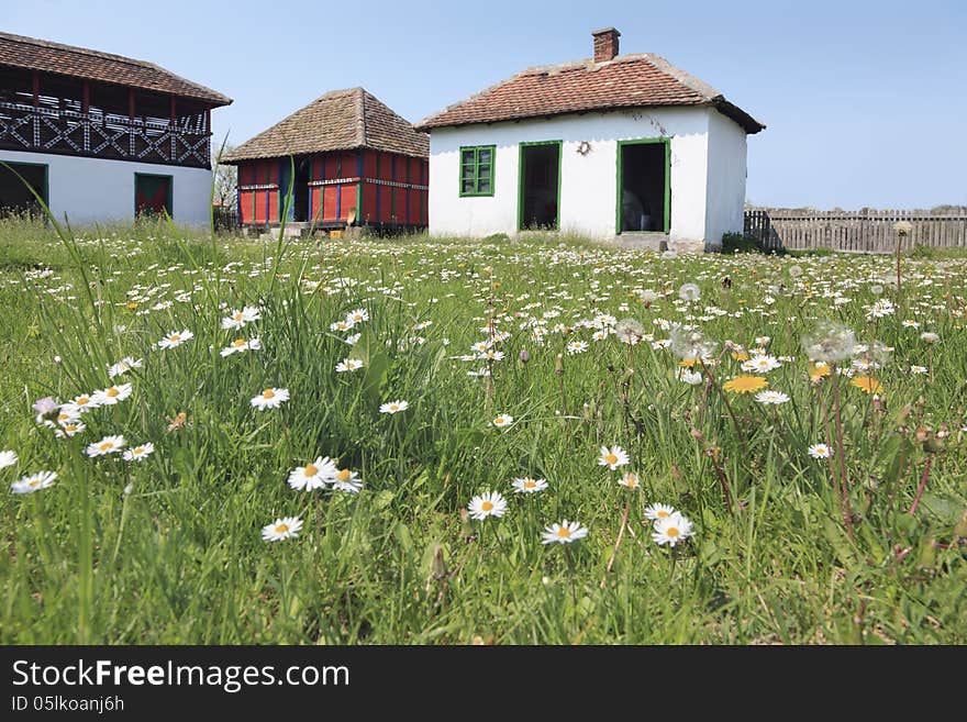 Rural Household In The Field Of Daisies